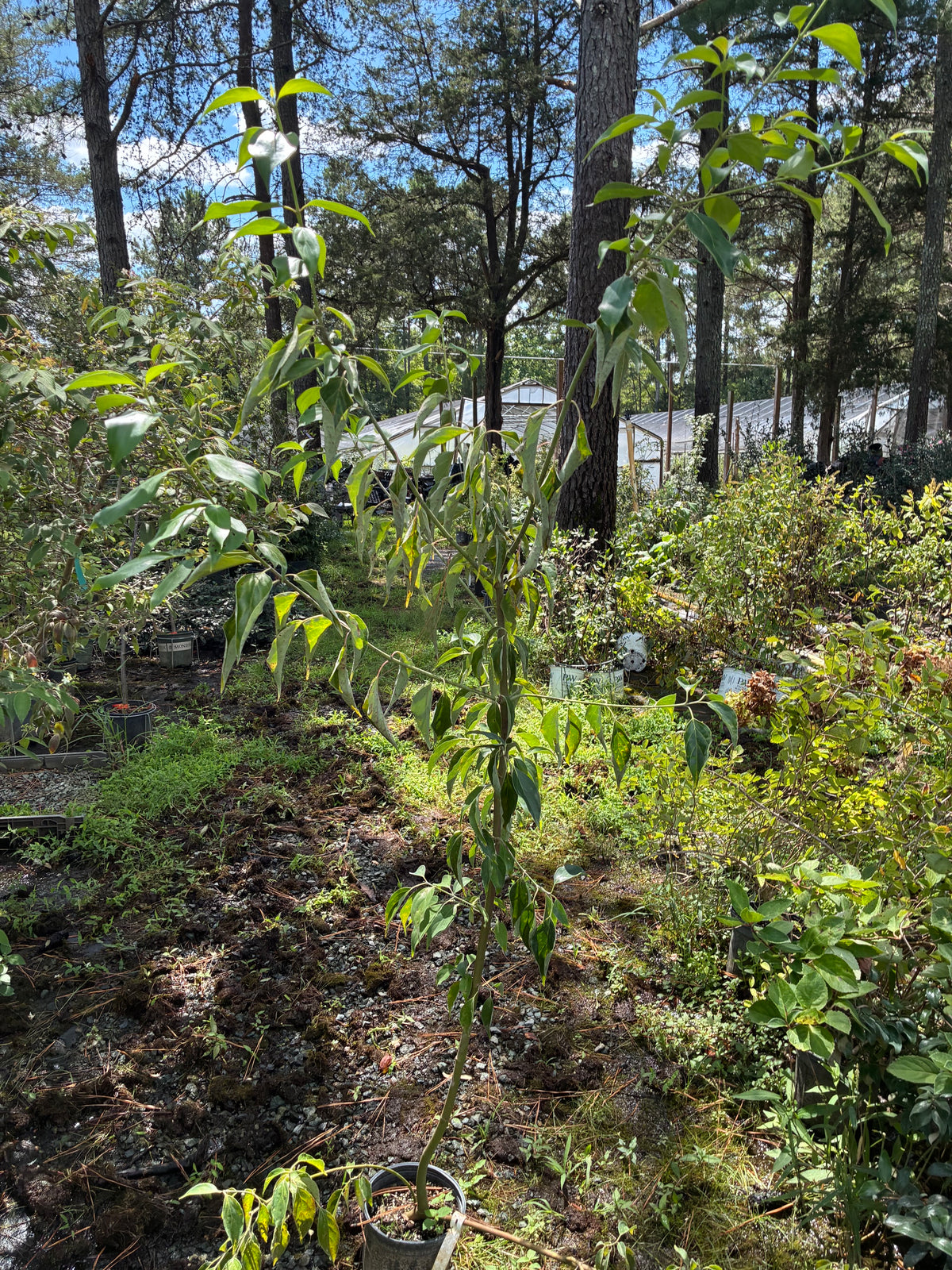 Cornus wilsoniana 'White Jade'