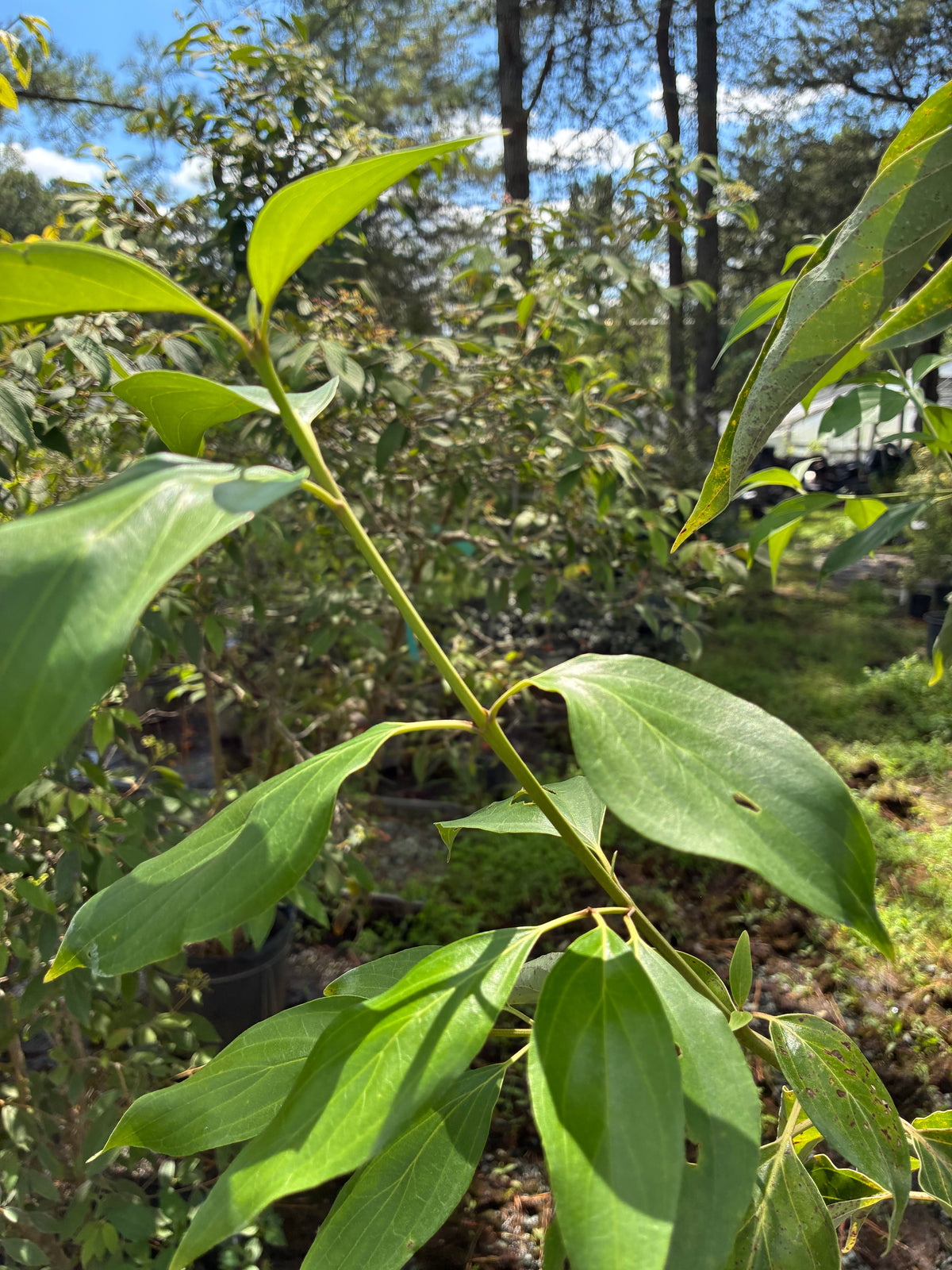 Cornus wilsoniana 'White Jade'