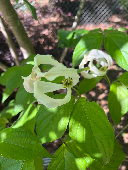 Cornus florida ssp urbiniana