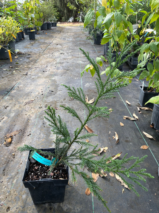 Cryptomeria japonica 'Al's Blue'