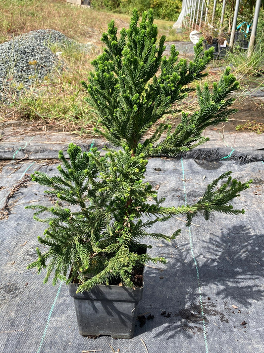 Cryptomeria japonica 'Black Dragon'