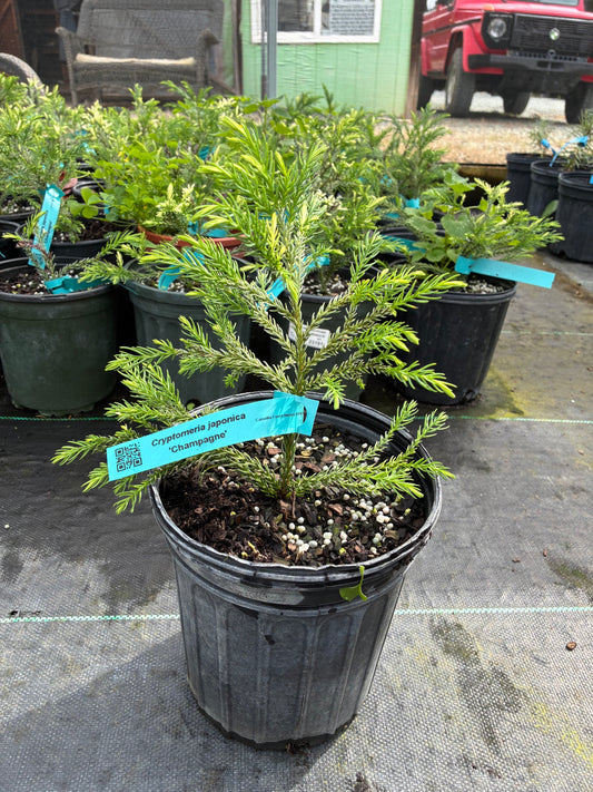 Cryptomeria japonica 'Champagne'