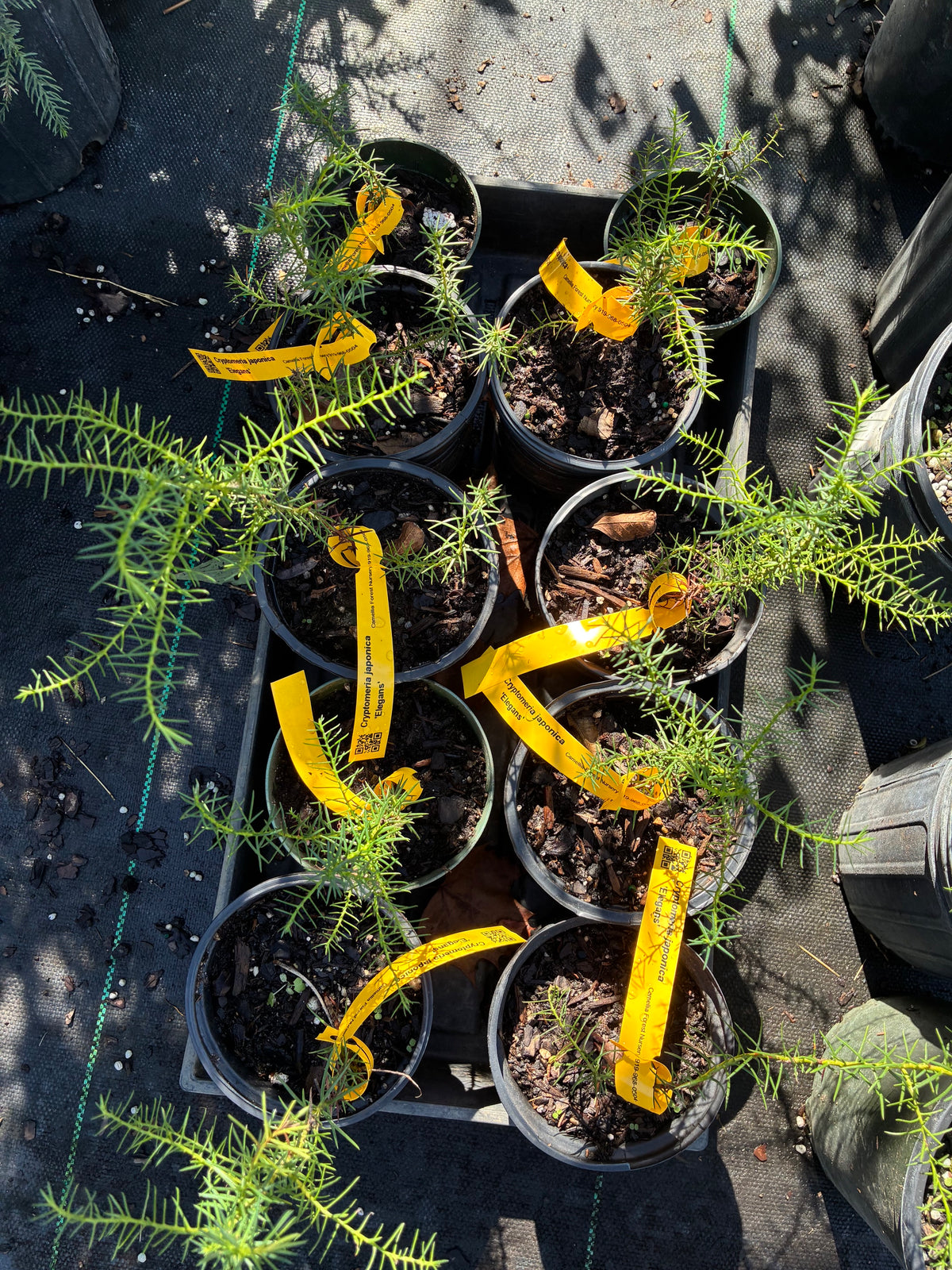 Cryptomeria japonica 'Elegans'