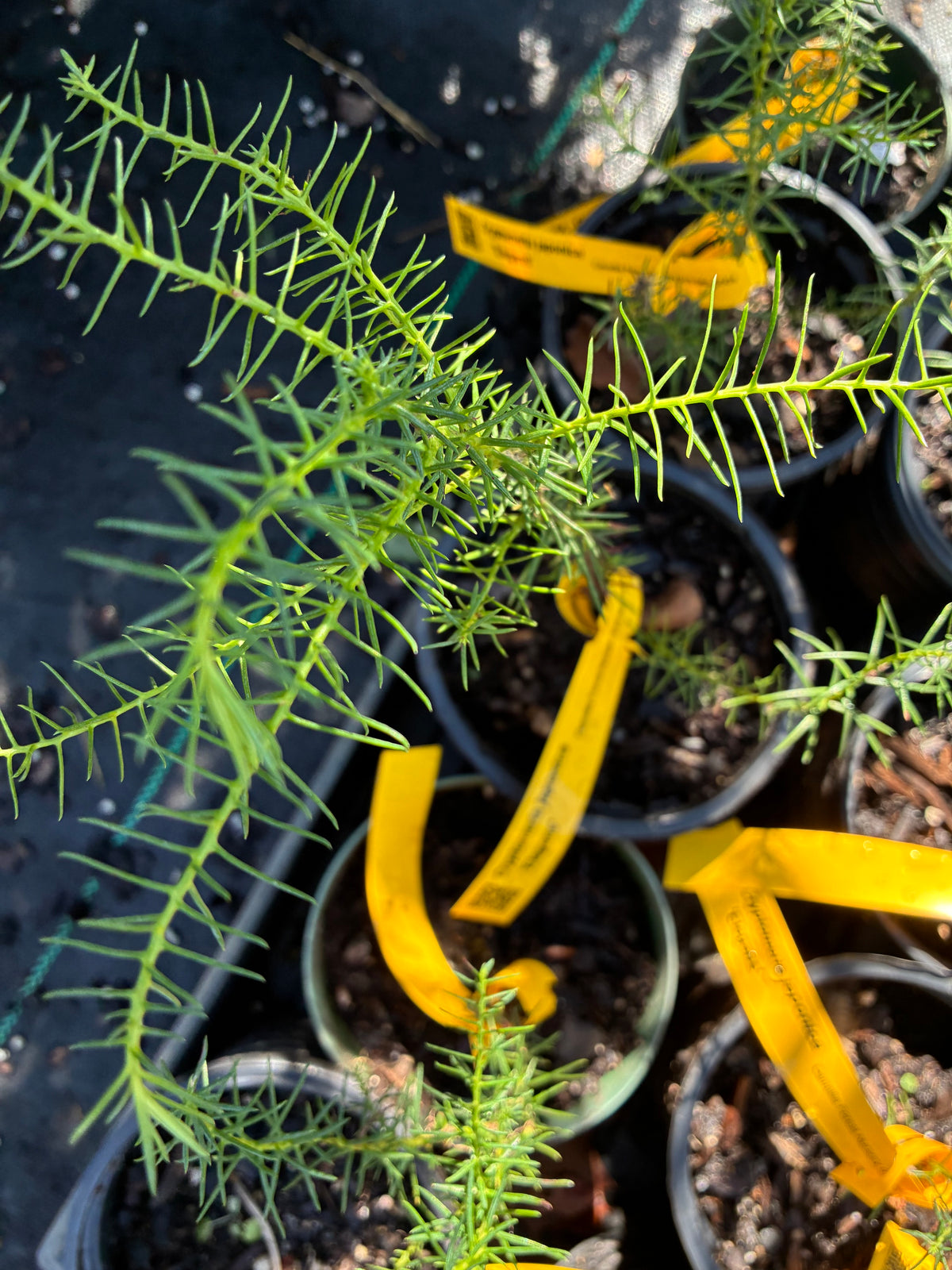 Cryptomeria japonica 'Elegans'