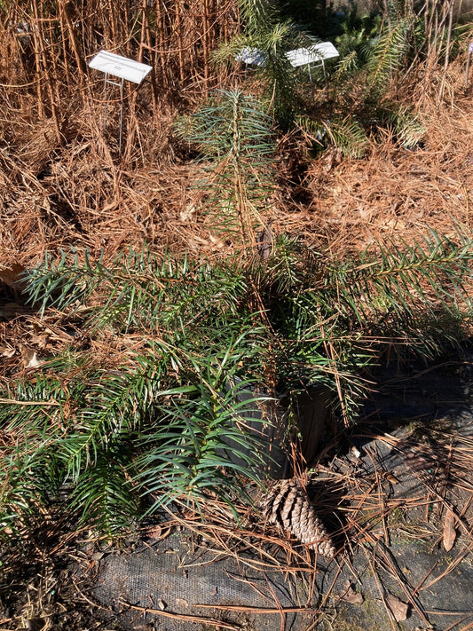 Cunninghamia lanceolata 'Samurai', Chinese Fir