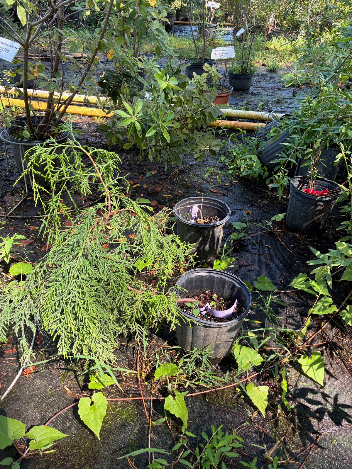 Cupressus funebris Huntington clone, Mourning cypress