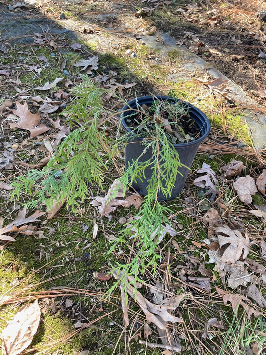Cupressus funebris Huntington clone, Mourning cypress