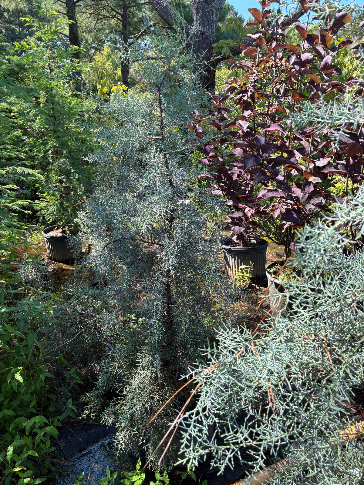 Cupressus glabra 'Silver Smoke'
