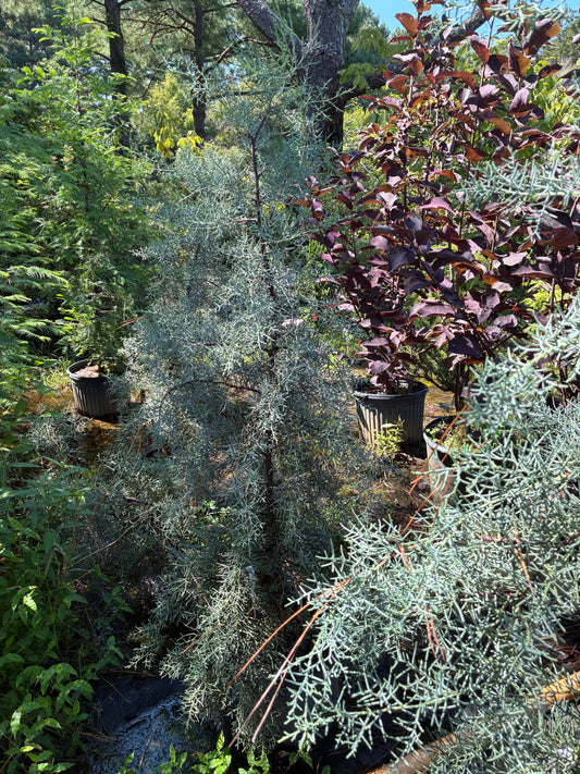Cupressus glabra 'Silver Smoke'