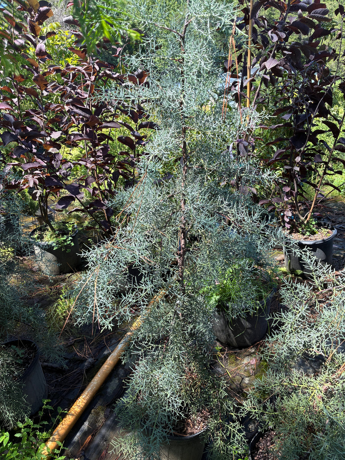 Cupressus glabra 'Silver Smoke'