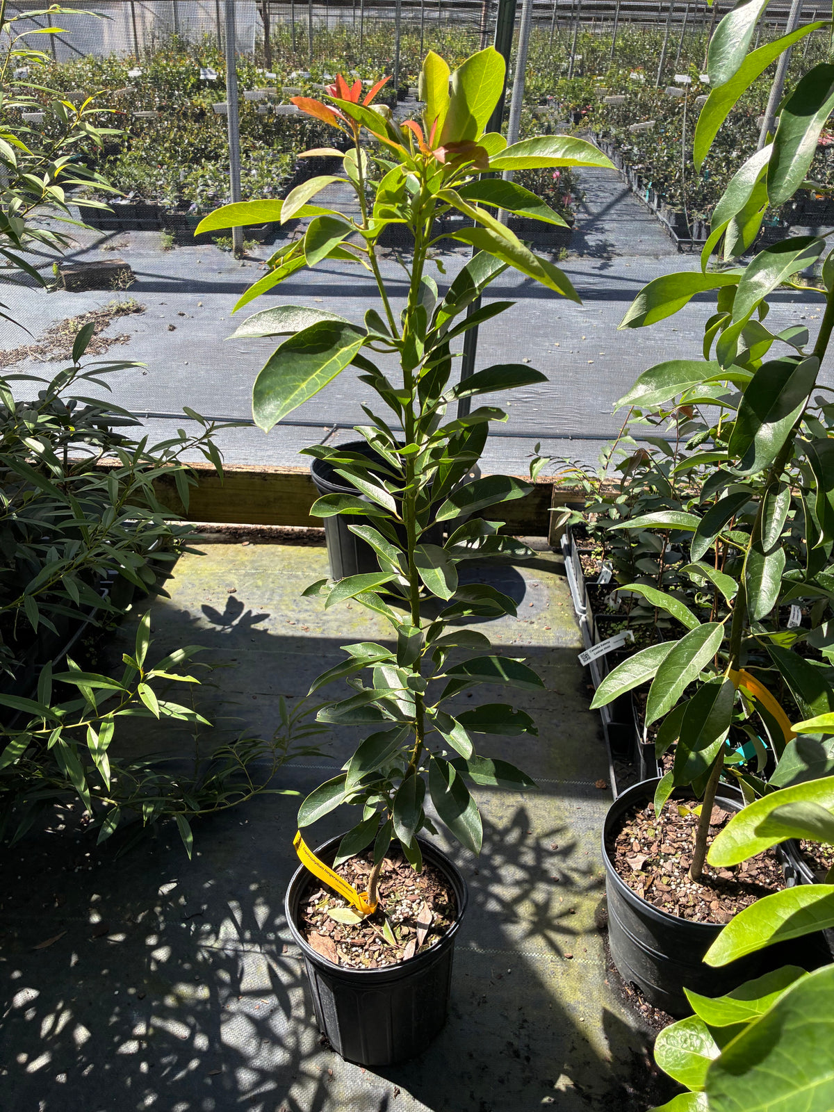 Daphniphyllum longeracemosum