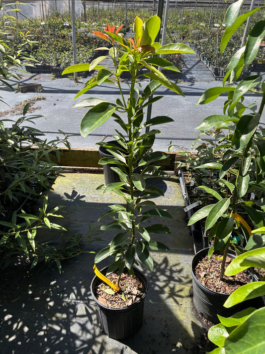 Daphniphyllum longeracemosum