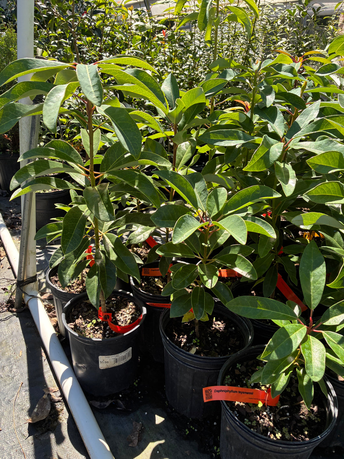 Daphniphyllum teysmanii