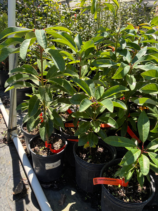 Daphniphyllum teysmanii