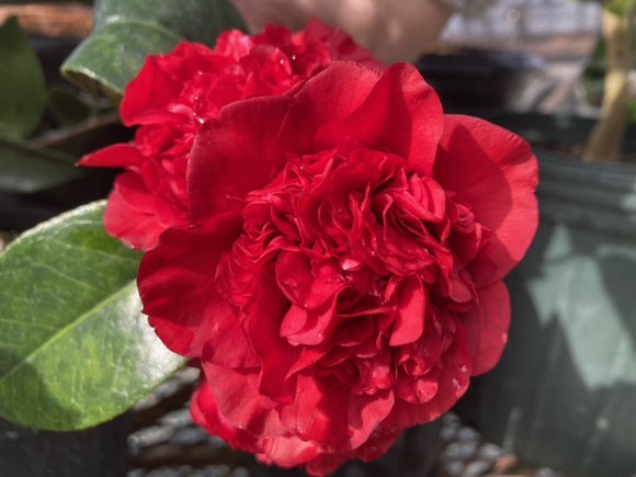 Camellia japonica 'Dark of the Moon'