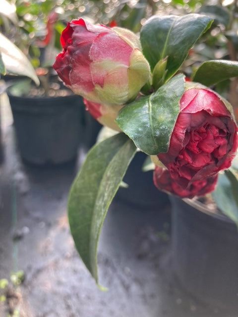 Camellia japonica 'Dark of the Moon'