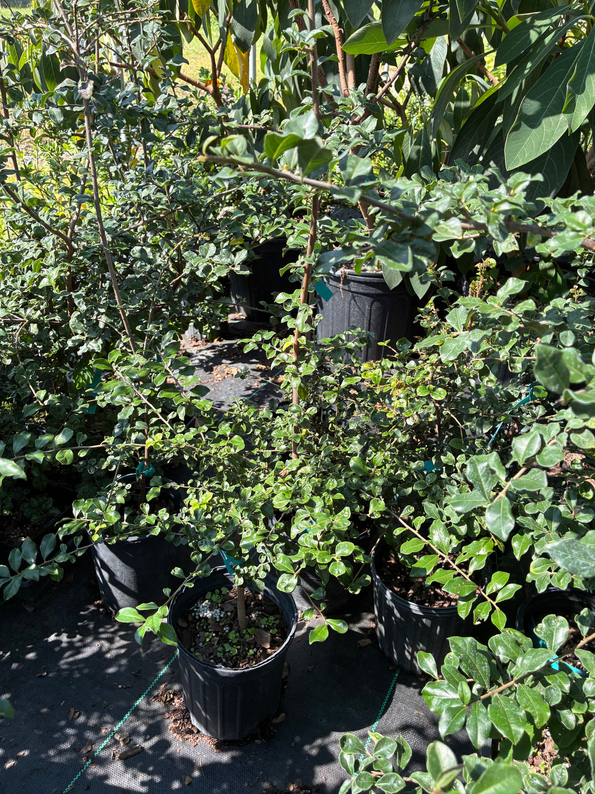 Diospyros aff. cathayensis