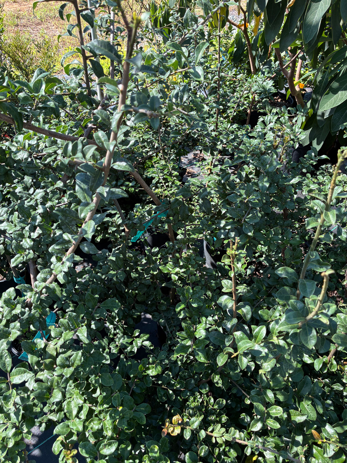 Diospyros aff. cathayensis