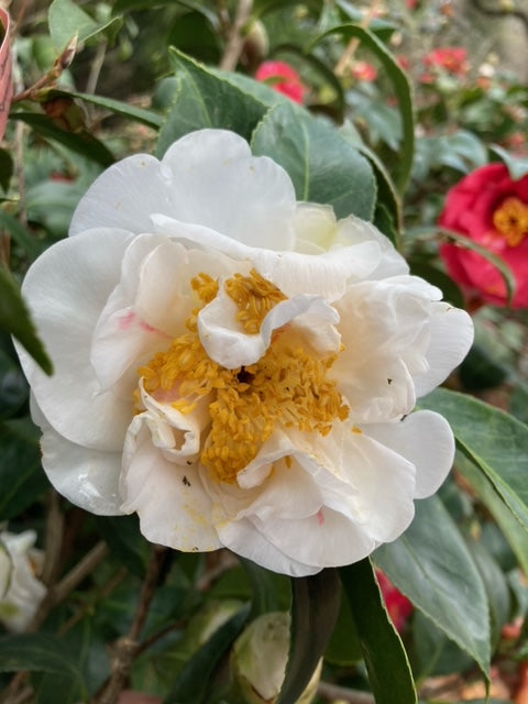 Camellia japonica 'Dorothy Zerkowski'