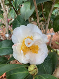 Camellia japonica 'Dorothy Zerkowski'