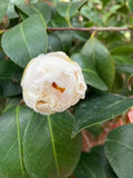 Camellia japonica 'Dorothy Zerkowski'