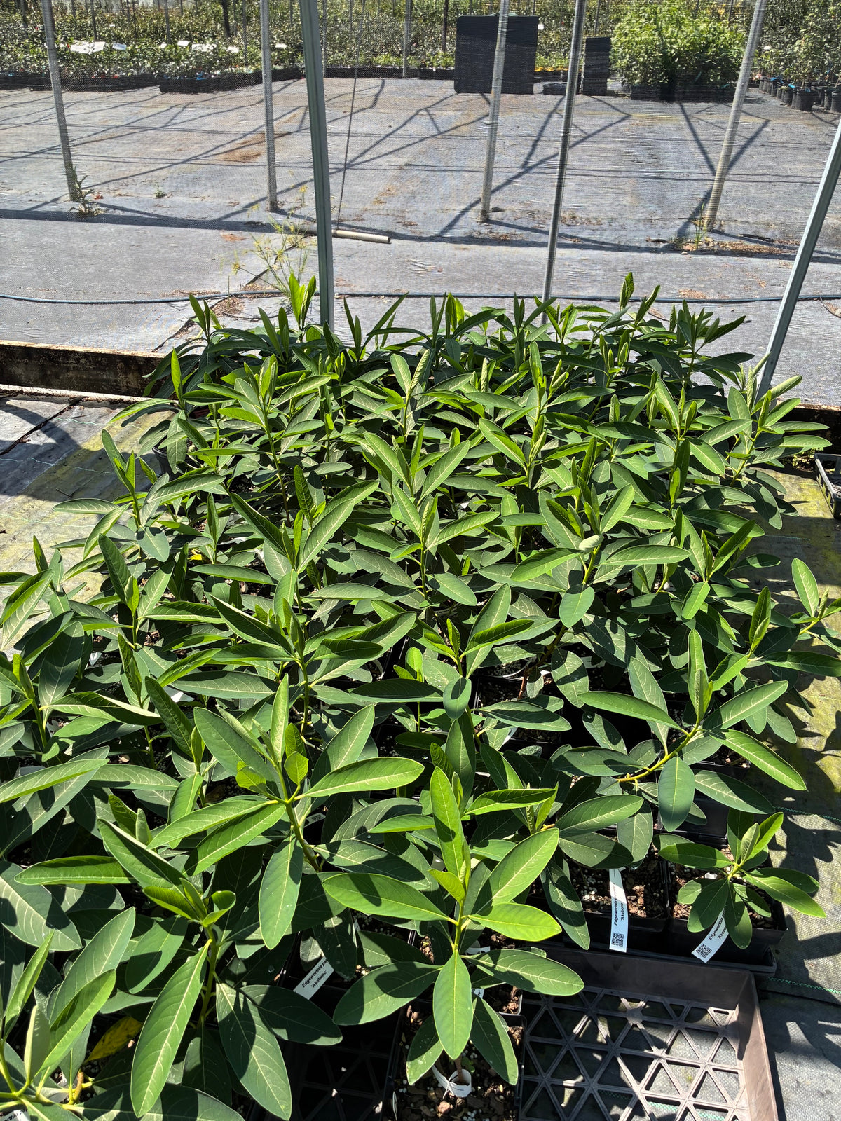 Edgeworthia papyrifera 'Akebono'