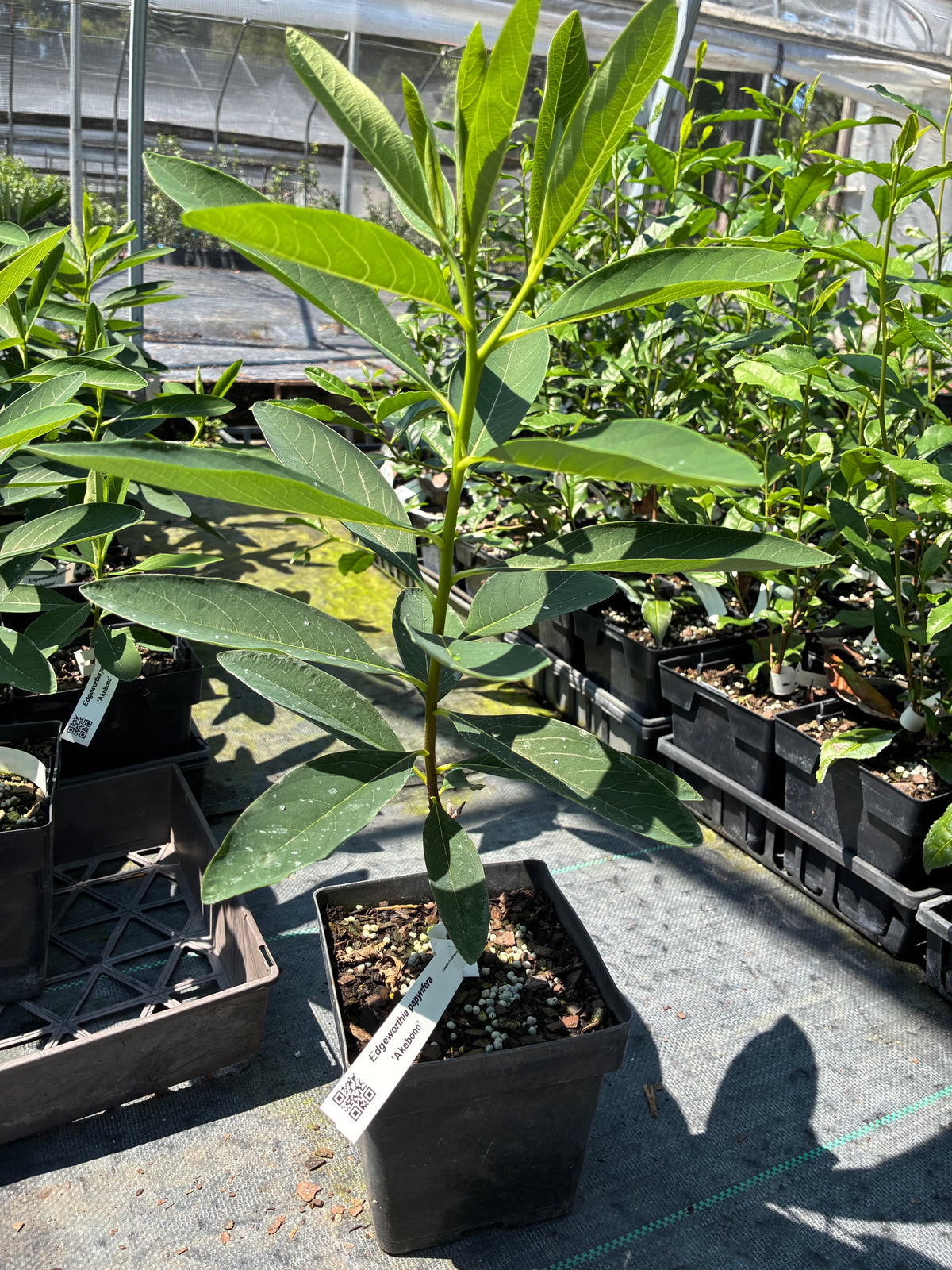 Edgeworthia papyrifera 'Akebono'