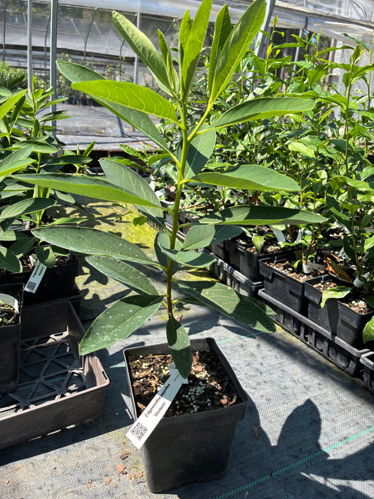 Edgeworthia papyrifera 'Akebono'