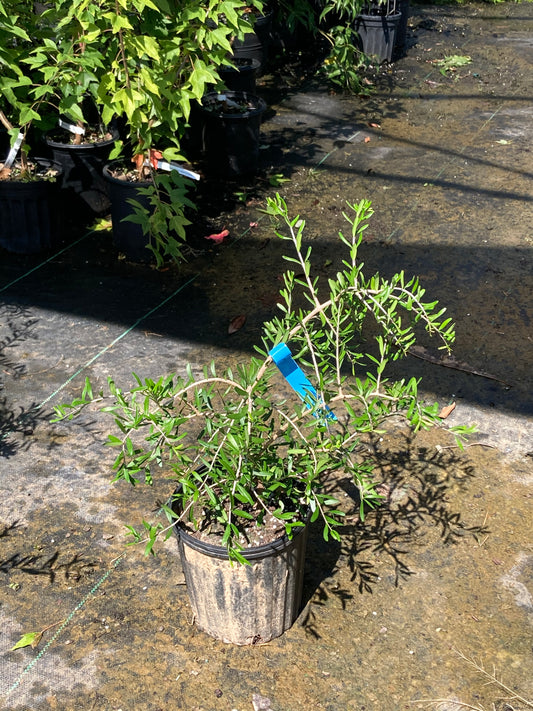 Foresteria angustifolia 'Pendula'