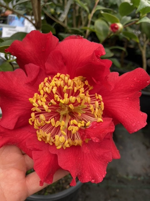 Camellia x 'Fragrant Pathfinder'