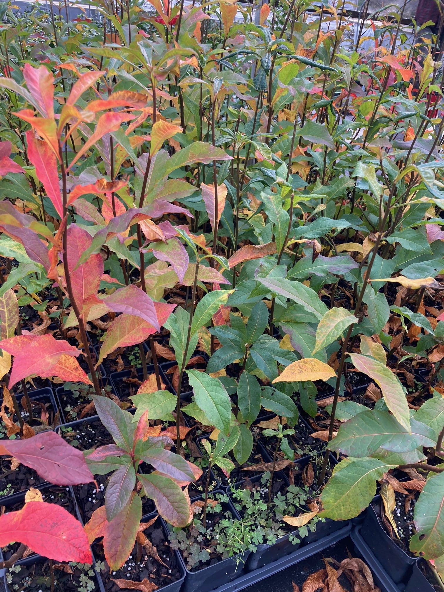 Franklinia alatamaha, Franklinia/Franklin Tree – Camellia Forest Nursery