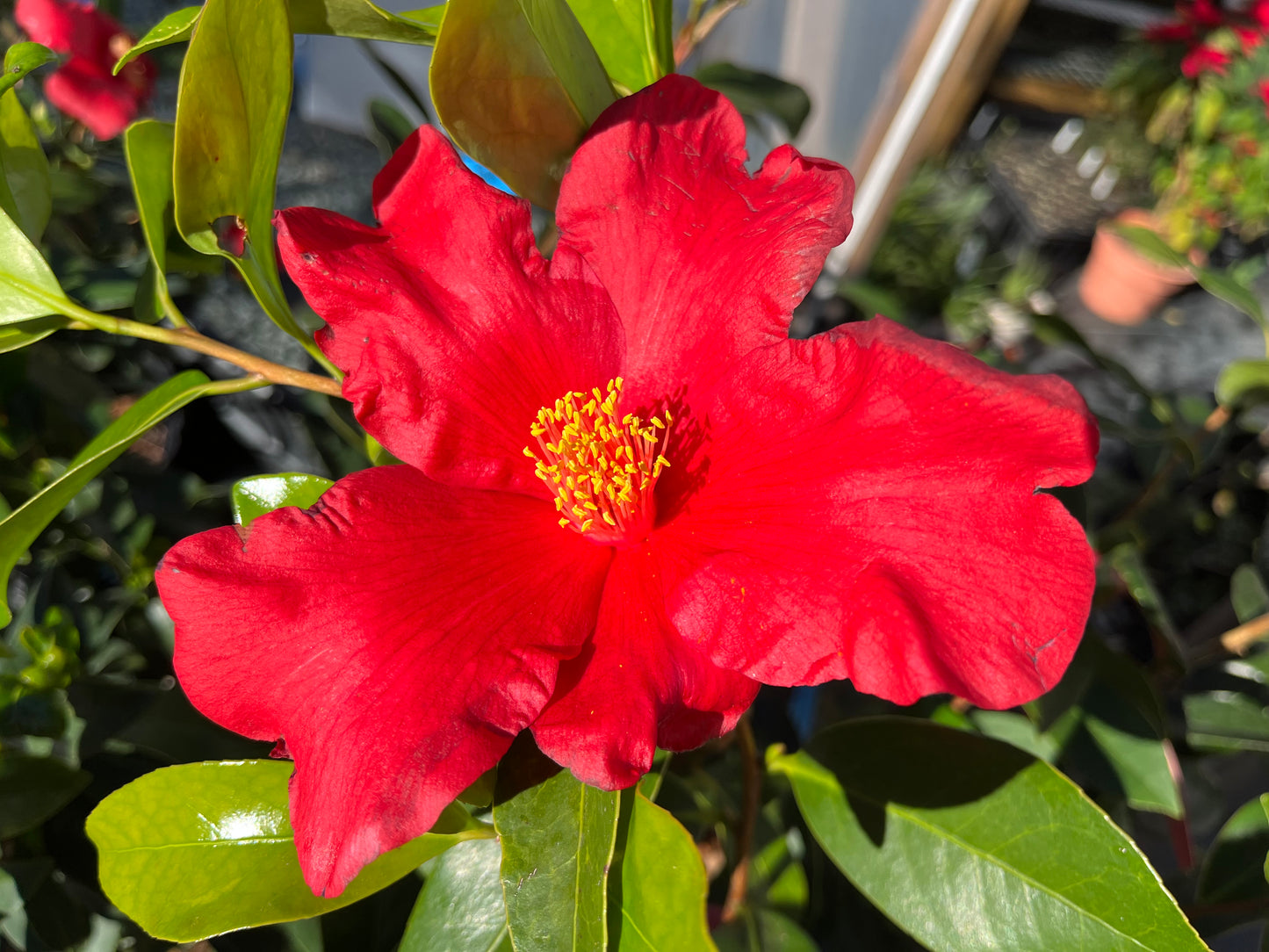 Camellia x Gene's Autumn Fire