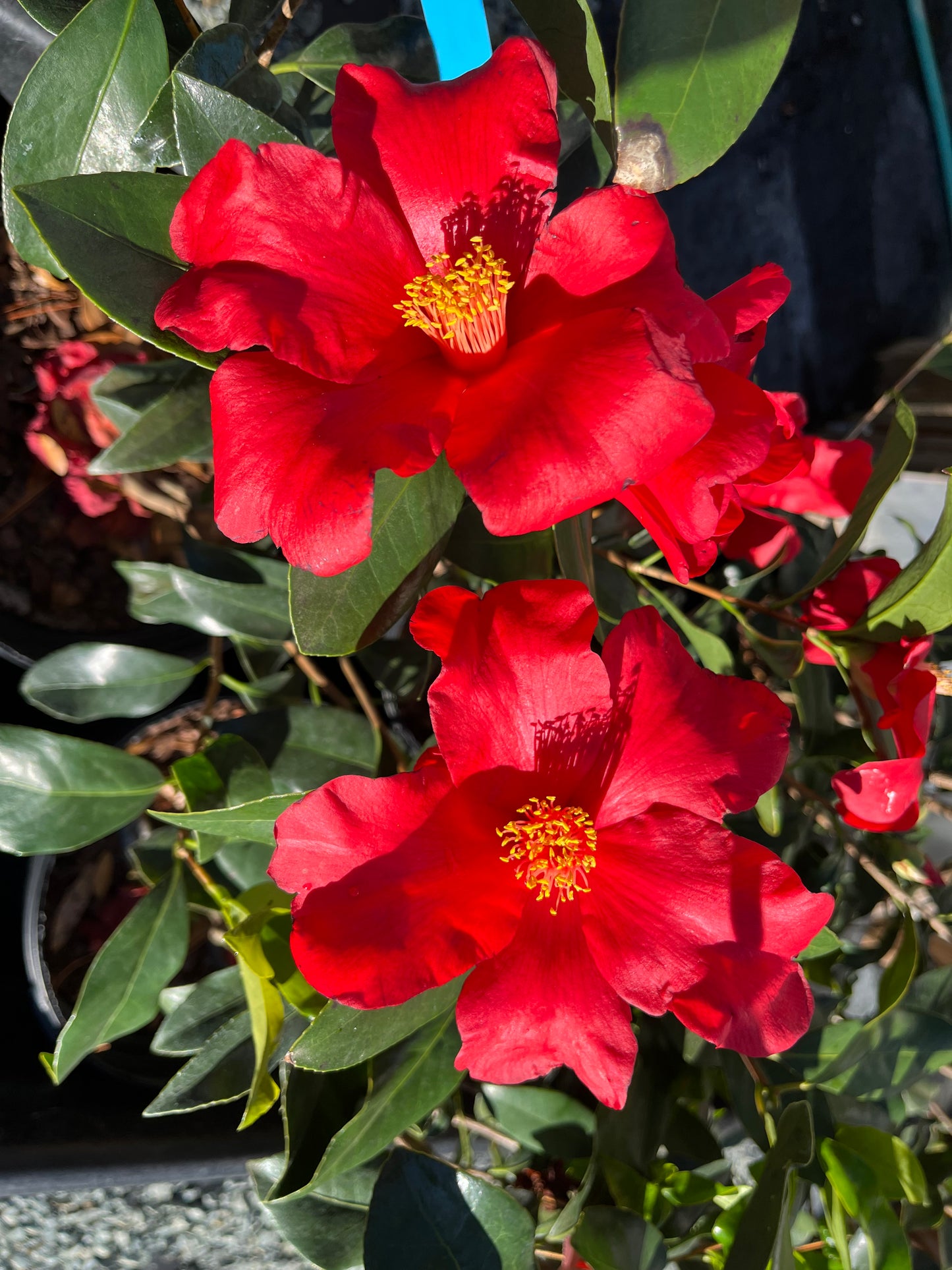 Camellia x Gene's Autumn Fire