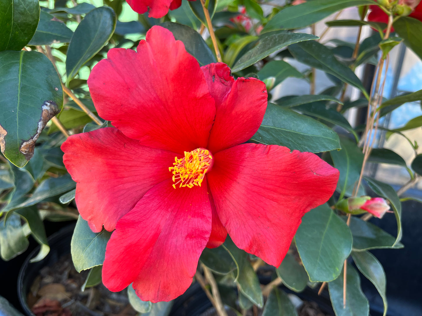 Camellia x Gene's Autumn Fire