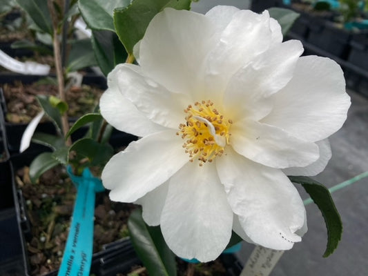 Camellia x vernalis 'Ginryu'