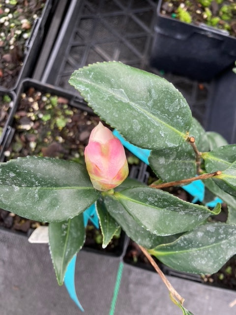 Camellia x vernalis 'Ginryu'