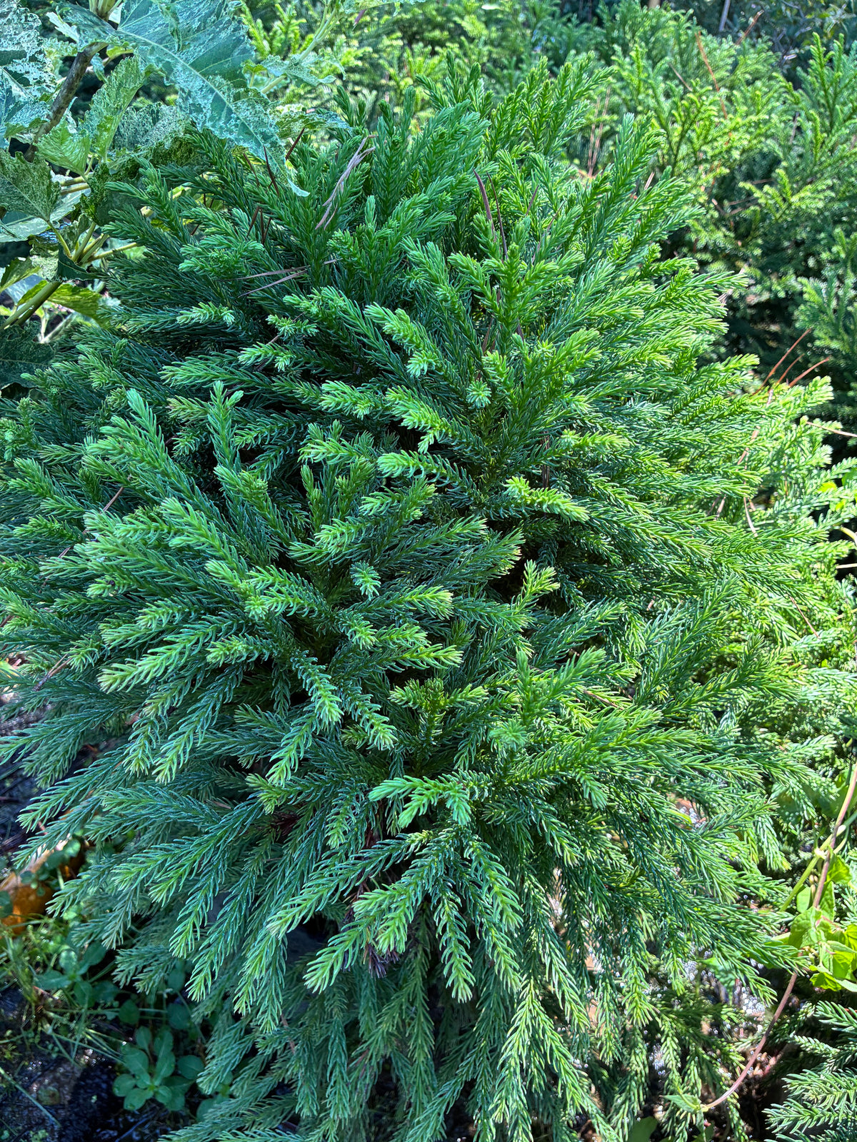 Cryptomeria japonica 'Globosa Nana'
