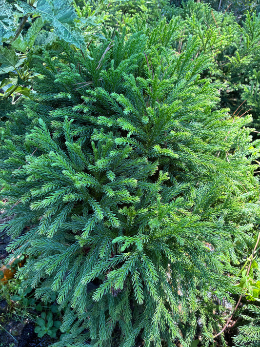 Cryptomeria japonica 'Globosa Nana'
