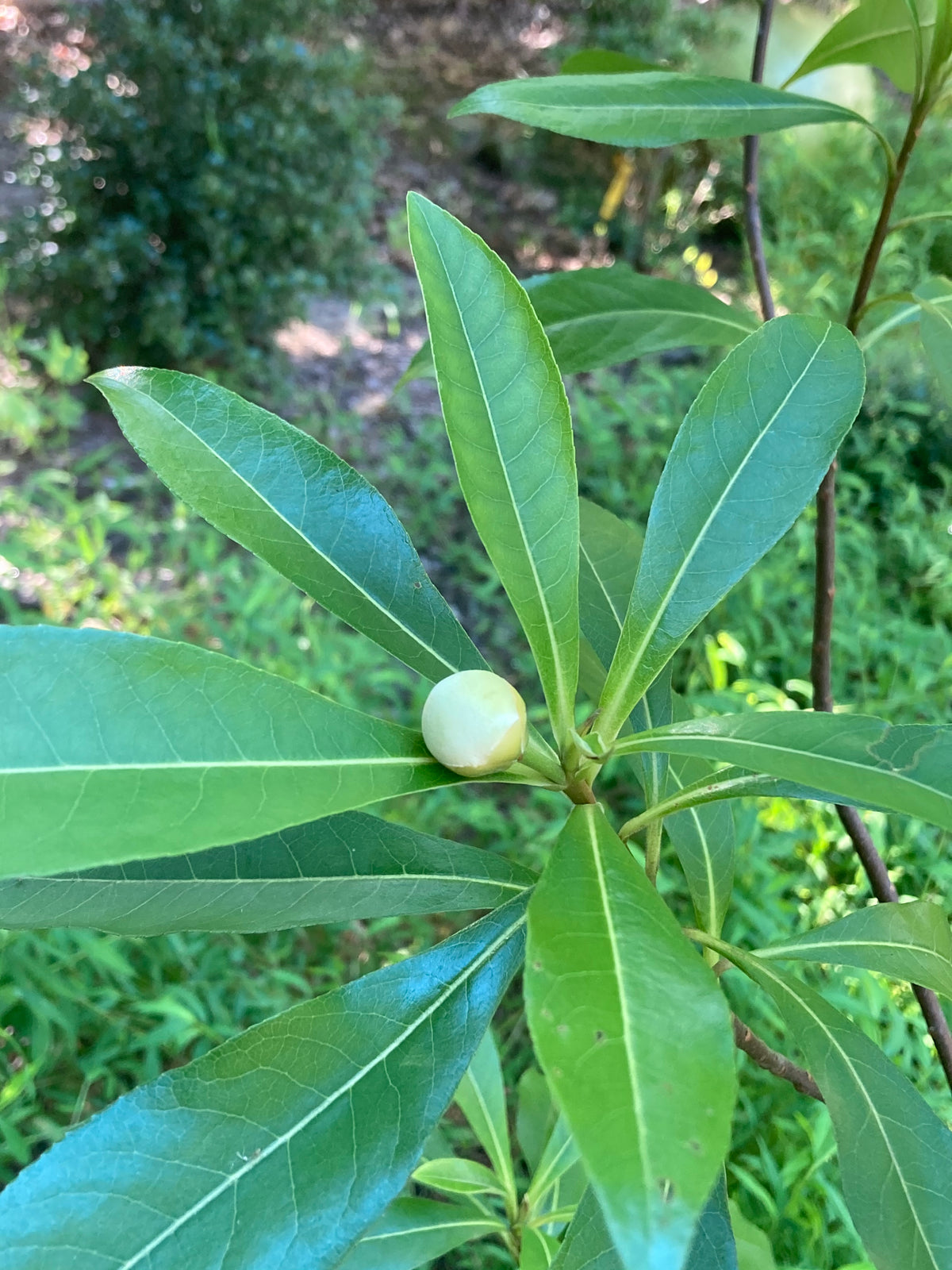 Gordlinia grandiflora 'Sweet Tea'