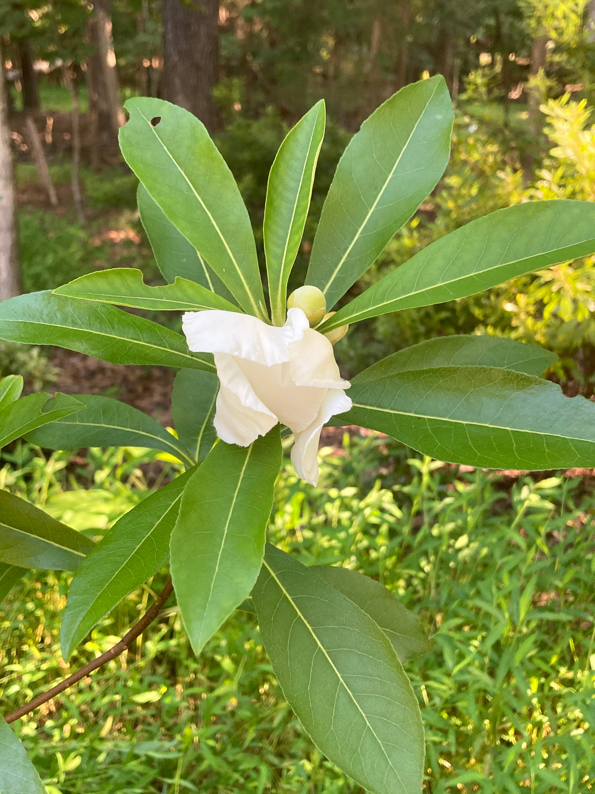 Gordlinia grandiflora 'Sweet Tea'