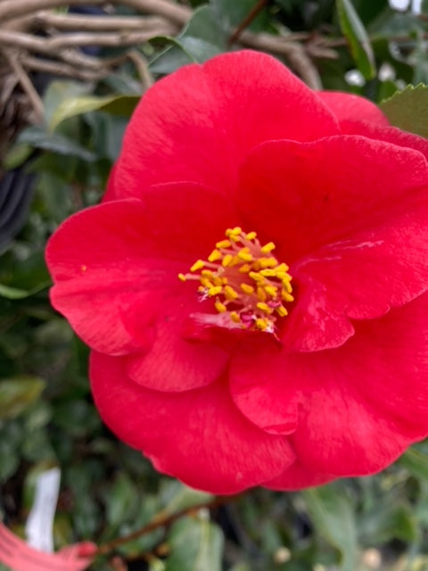 Camellia japonica 'Greensboro Red'