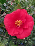 Camellia japonica 'Greensboro Red'