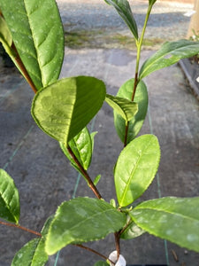 Camellia sinensis 'Guangzhou #3'