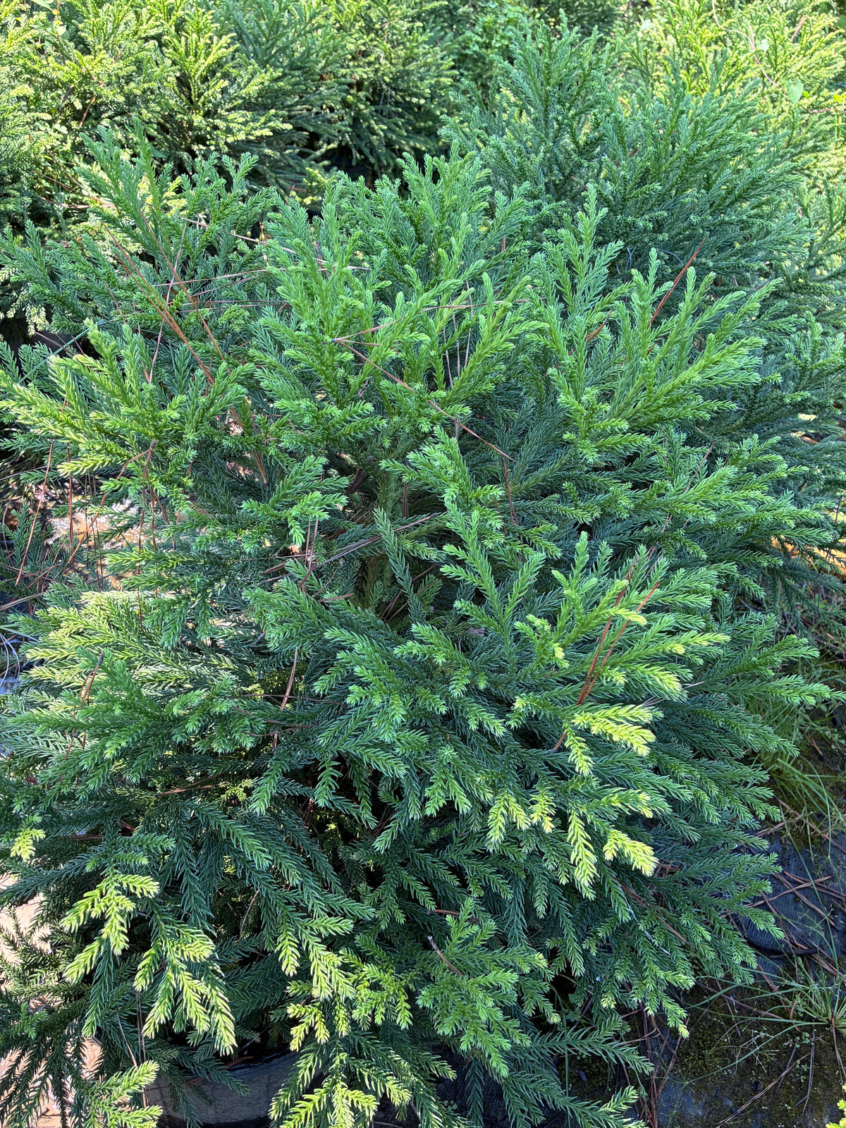 Cryptomeria japonica 'Gyoku Ryu'