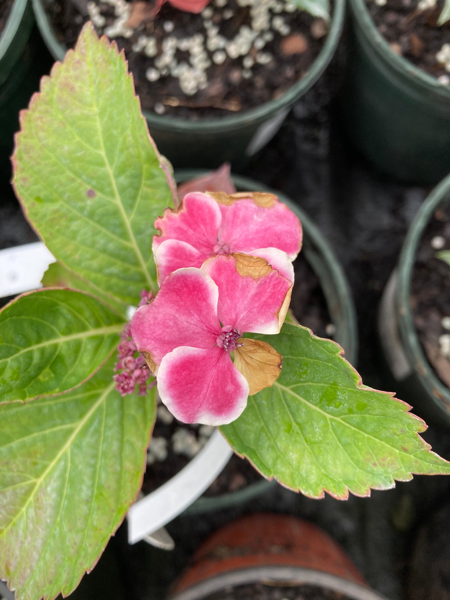 Hydrangea macrophylla 'Frau Reiko'