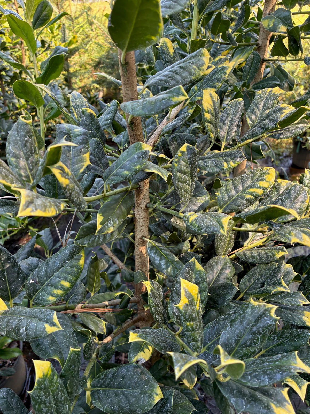 Ilex 'Hefcup'