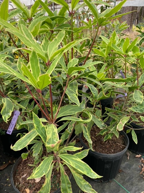 Illicium floridanum 'Southern Star'