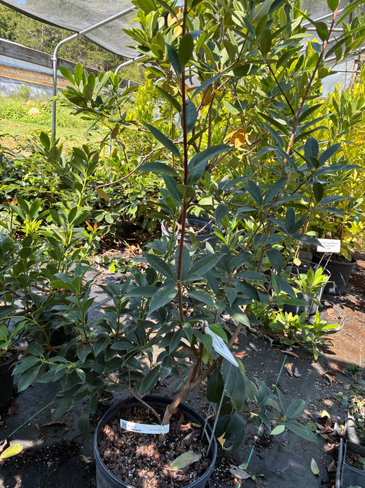Illicium  'Moonbeam'