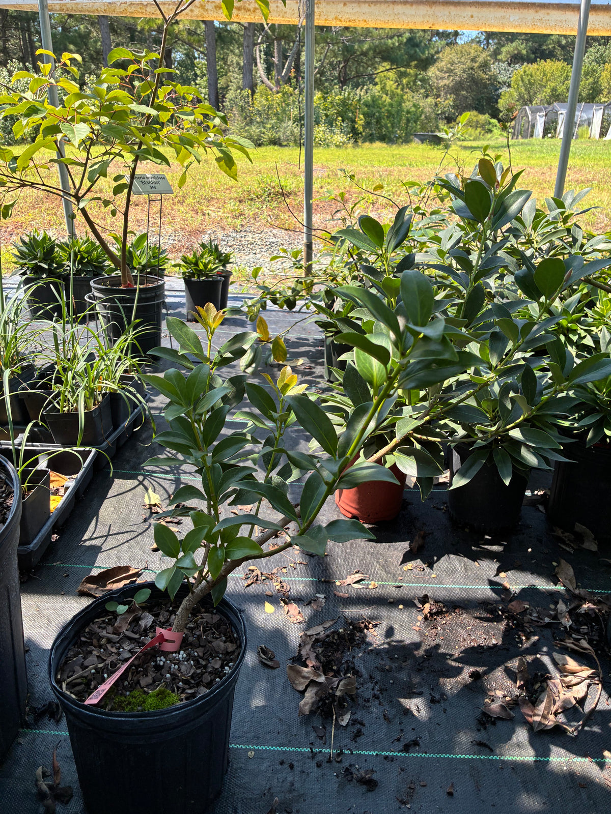 Illicium anisatum 'Yellow Flowers'