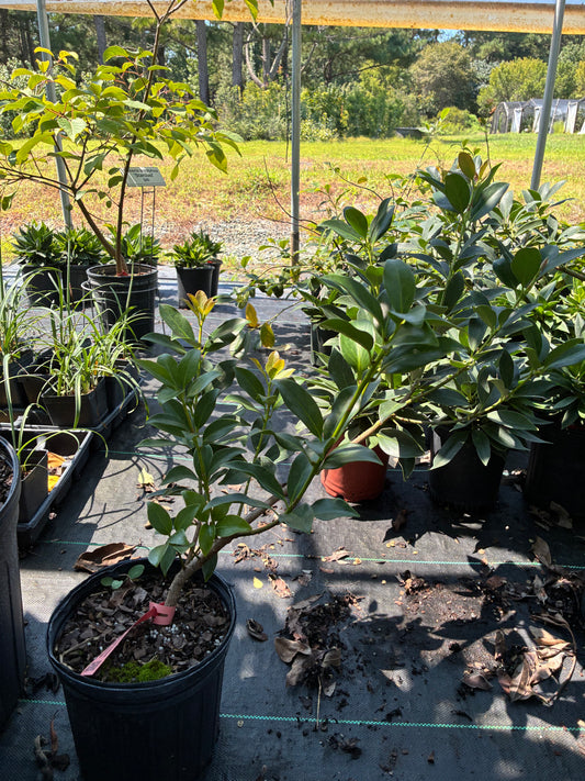 Illicium anisatum 'Yellow Flowers'